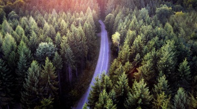 彎曲的道路穿過樹林。